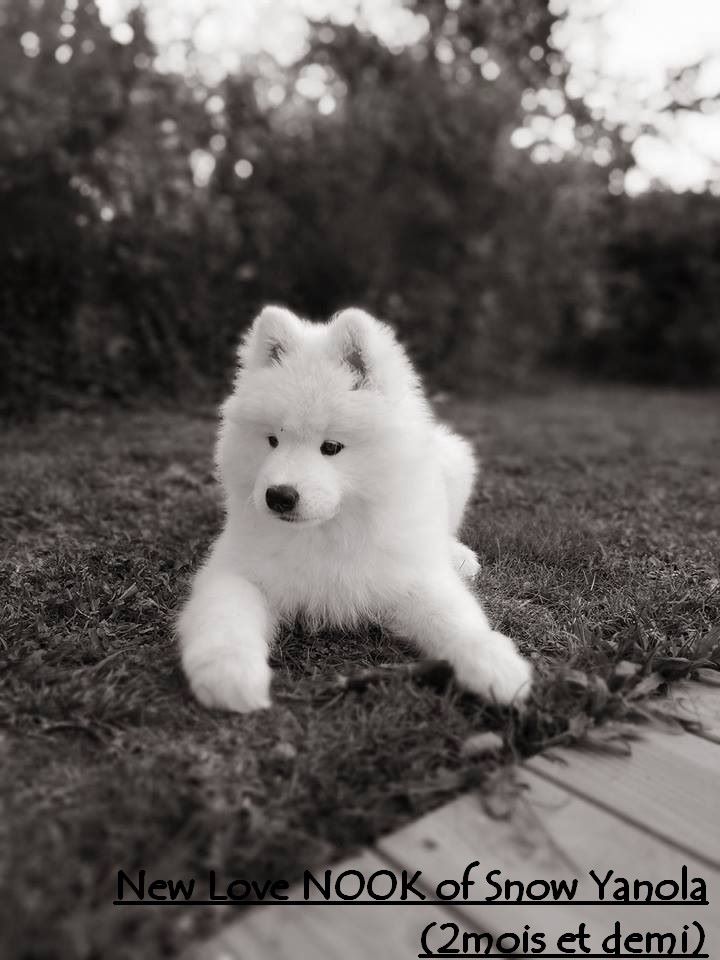 Chiot Elevage familial chiens samoyedes of Snow Yanola eleveur