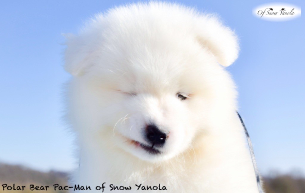 of Snow Yanola - Dernières photos des bébés !!