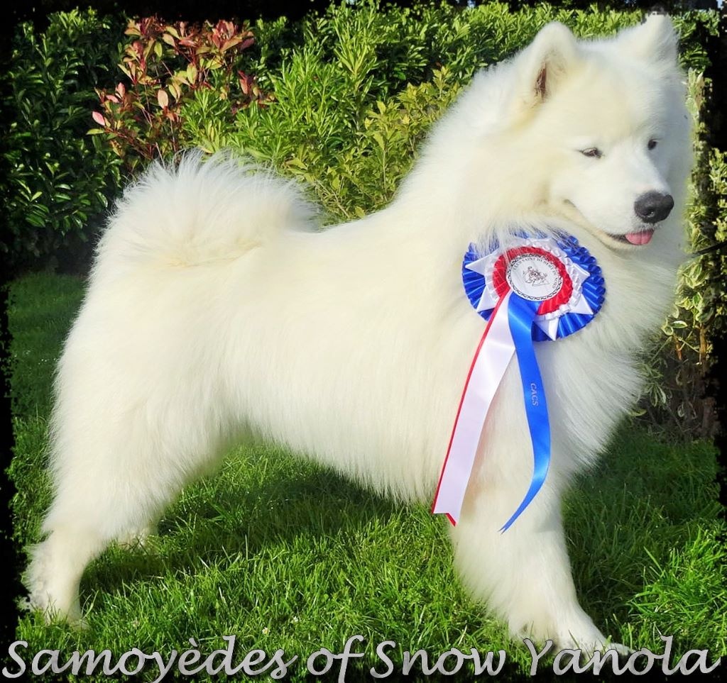 of Snow Yanola - Expo Douai 21 Juin 2015