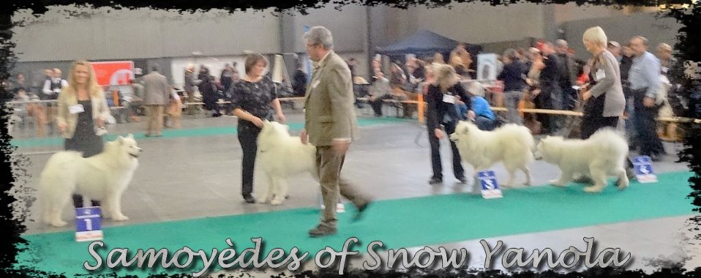 of Snow Yanola - Eurodogshow de Kortrijk en Belgique
