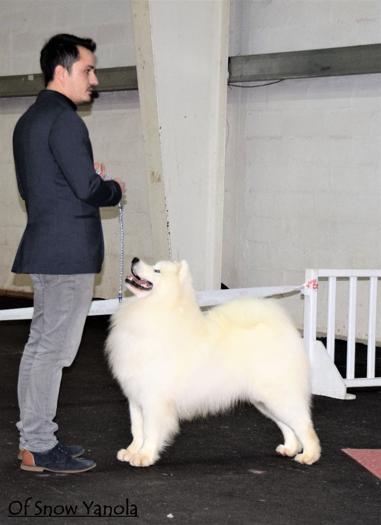 of Snow Yanola - De retour de l'International Dog Show de Rouen