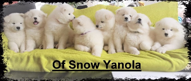 of Snow Yanola - Départ imminent des bébés Magic's ...