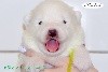  - Allez dans l album photo des Polar Bear !!!