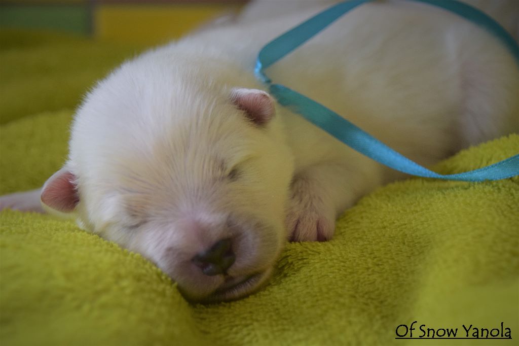 of Snow Yanola - Les 1ères photos individuelles des bébés 