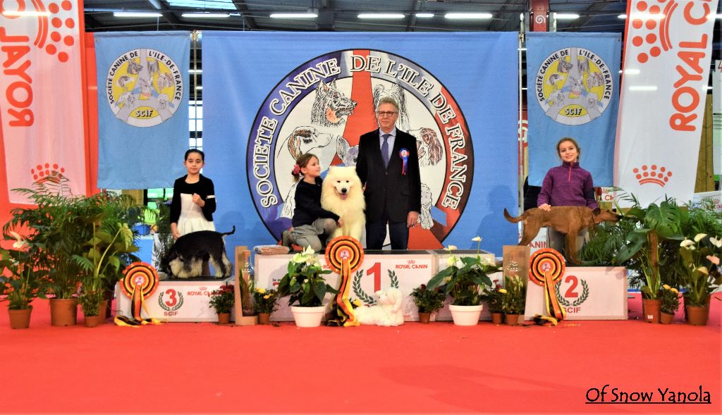 of Snow Yanola - Jeunes Présentateurs du PARIS DOG SHOW