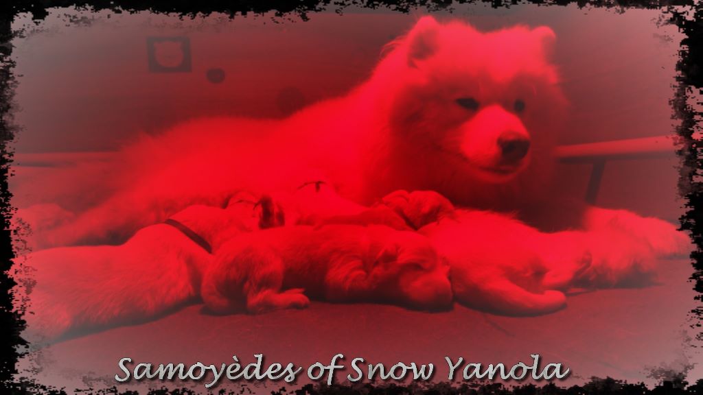 of Snow Yanola - NAISSANCE DES J'ADORE