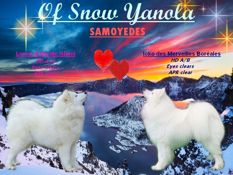 of Snow Yanola - La portée Nordic est née !!!