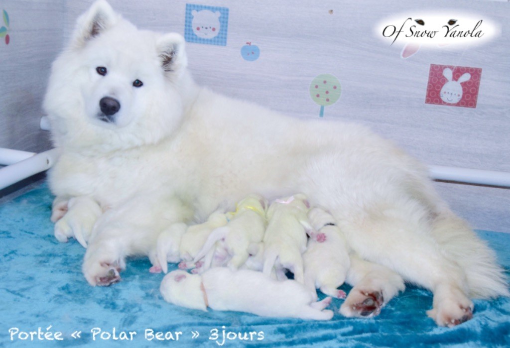 of Snow Yanola - Photos des Polar Bear 