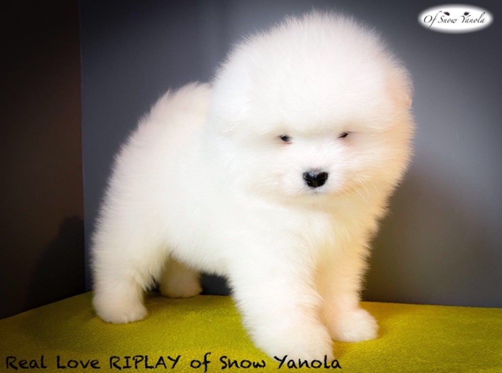 of Snow Yanola - Séance photos des 16 chiots en cours ...