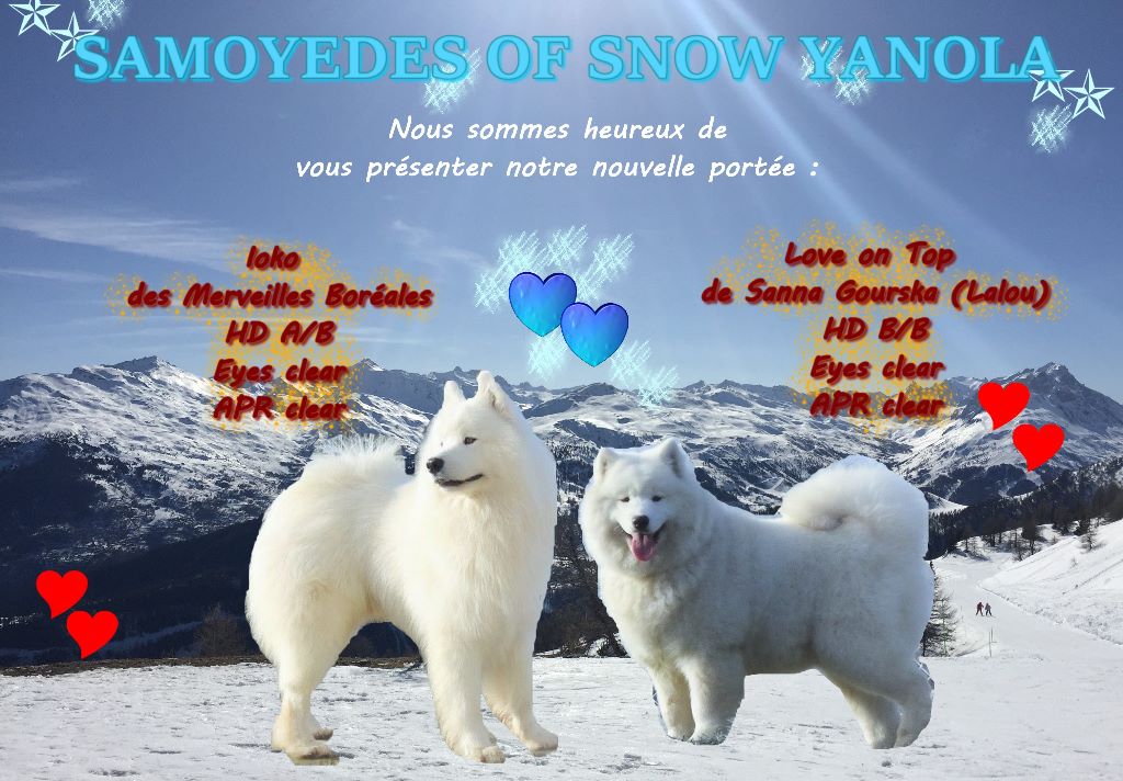 of Snow Yanola - La portée Naturally est née !!!
