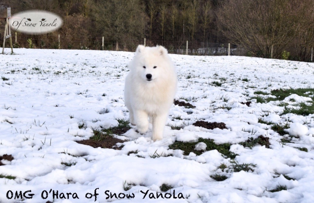 Jch omg o'hara of Snow Yanola