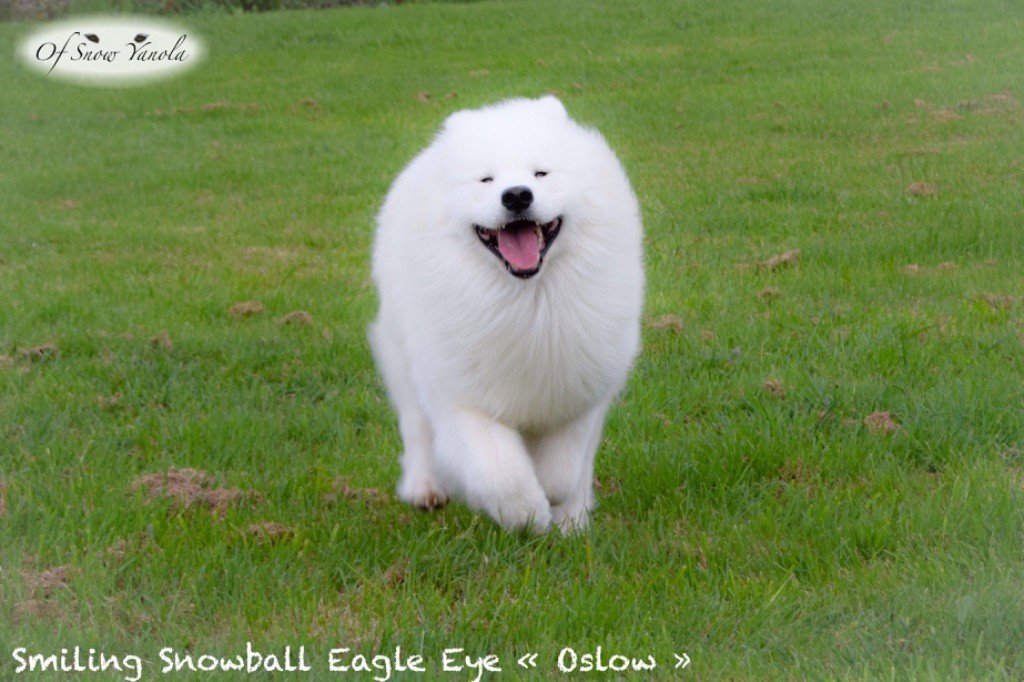 smiling snowball Eagle eye (dit oslow)