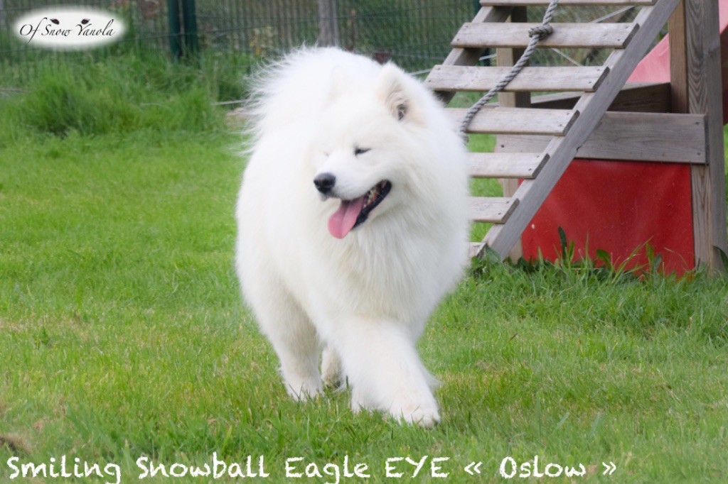 smiling snowball Eagle eye (dit oslow)