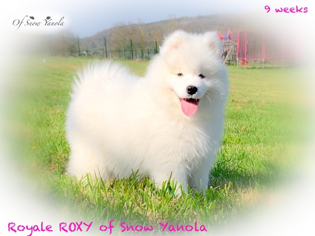 Royale roxy of Snow Yanola