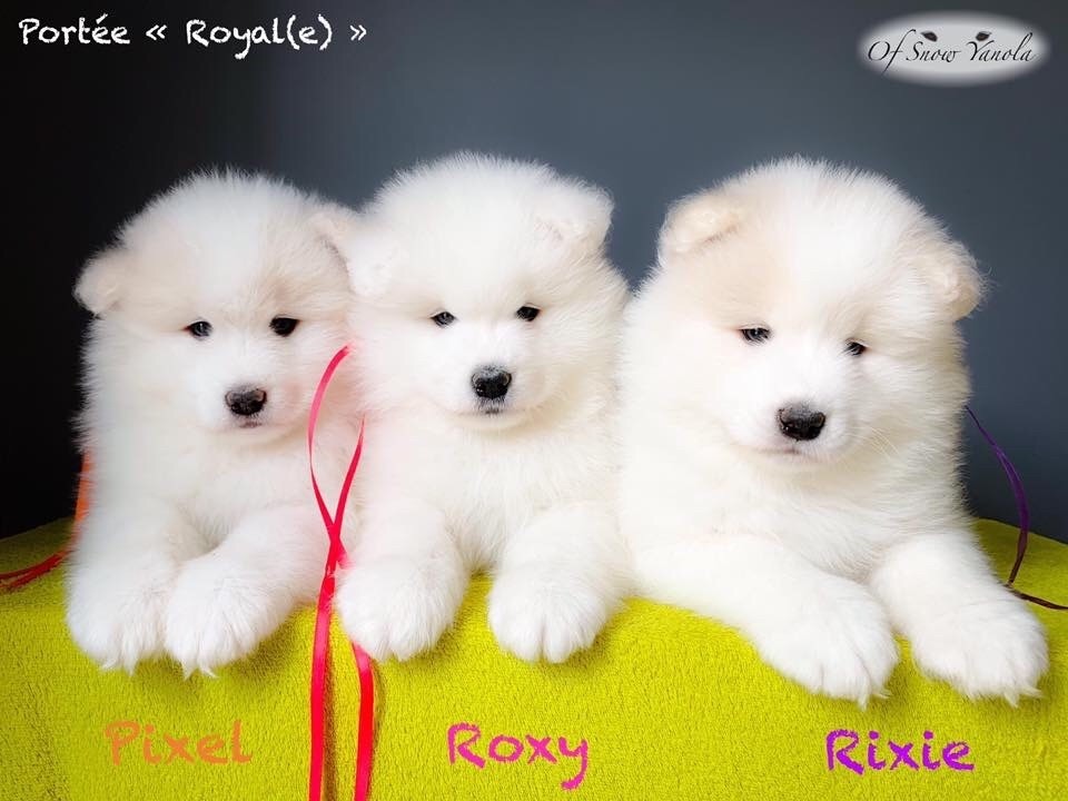 Royale roxy of Snow Yanola