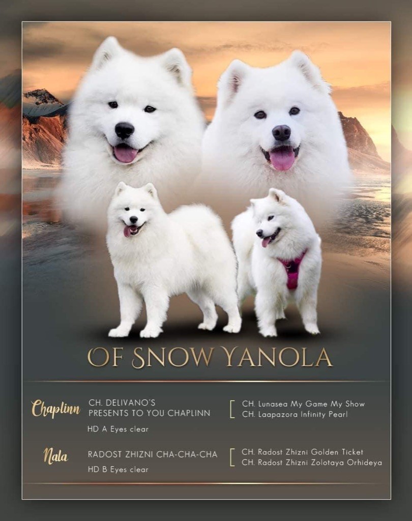 chiot Samoyède of Snow Yanola