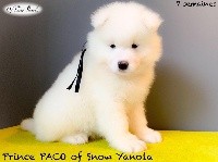 Prince PACO of Snow Yanola (noir)