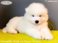 Pirouette PAKO of Snow Yanola (blanc)