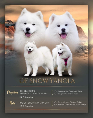 of Snow Yanola - Samoyède - Portée née le 31/03/2022