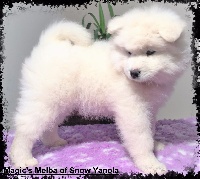 Magic's Melba of Snow Yanola (VIOLET)