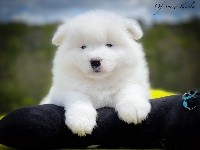 Snowball SAMY of Snow Yanola (bleu)