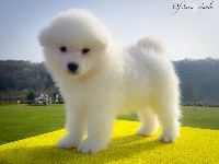 Snowflake Suki of Snow Yanola (bleu)