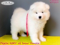 Pépite ROXY of Snow Yanola (rose)