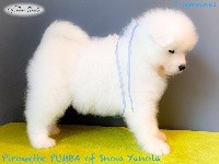 Pirouette PUMBA of Snow Yanola (bleu)