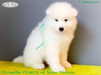 Pirouette FENRIS of Snow Yanola (vert)