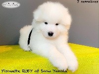 Pirouette RUBY of Snow Yanola (Noir)