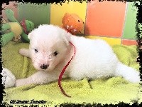 New Love MARLEY of Snow Yanola (Rouge)