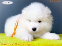 Prenium POOKIE of Snow Yanola dit Yuzu (orange)