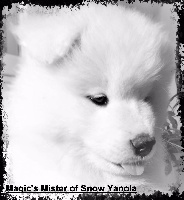 Magic's Mister of Snow Yanola