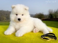 Snowflake Nala of Snow Yanola (jaune) 