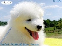 Perfect PALKO of Snow Yanola (bleu) 