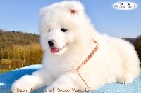 Polar Bear Alaska of Snow Yanola (marron)