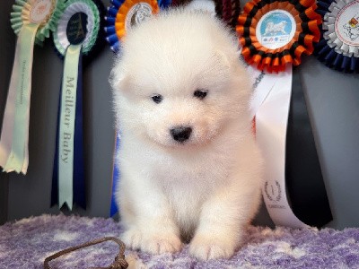 Victorious Snoopy of Snow Yanola (marron)