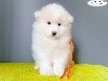 Royale PIXEL of Snow Yanola (Orange)