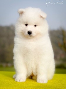 Snowflake Nala of Snow Yanola (jaune) 