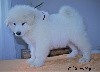 NL North king SAM-Snow of Snow Yanola (Rouge)