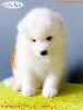 Prenium POOKIE of Snow Yanola dit Yuzu (orange)