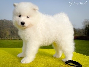 Snowflake Nala of Snow Yanola (jaune) 