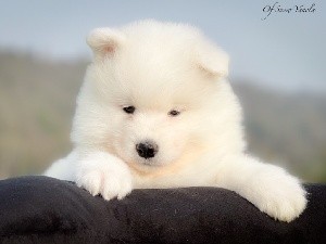 Snowflake Nala of Snow Yanola (jaune) 