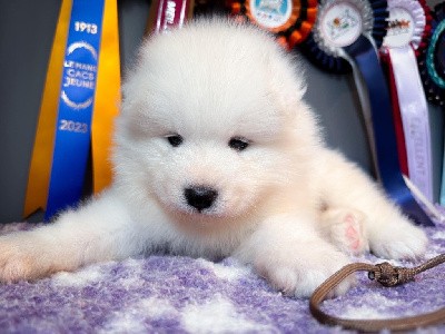 Victorious Snoopy of Snow Yanola (marron)