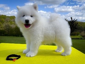 Snowball MARLEY of Snow Yanola (orange)