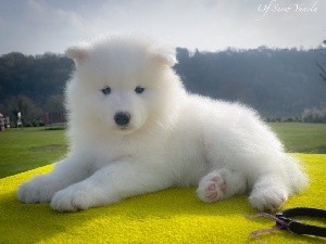 Snowflake Savanah of Snow Yanola (violet)