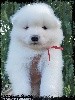 New Love MARLEY of Snow Yanola (Rouge)