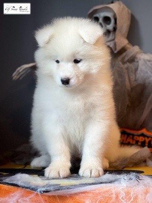 Sunny PLUME of Snow Yanola (blanc)