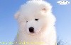 Polar Bear Pia of Snow Yanola (jaune)