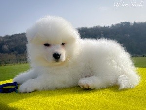 Snowflake Suki of Snow Yanola (bleu)